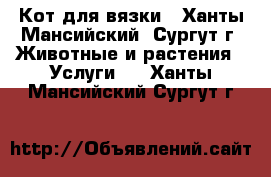 Кот для вязки - Ханты-Мансийский, Сургут г. Животные и растения » Услуги   . Ханты-Мансийский,Сургут г.